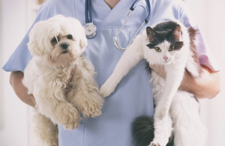 kot i pies trzymane przez weterynarza