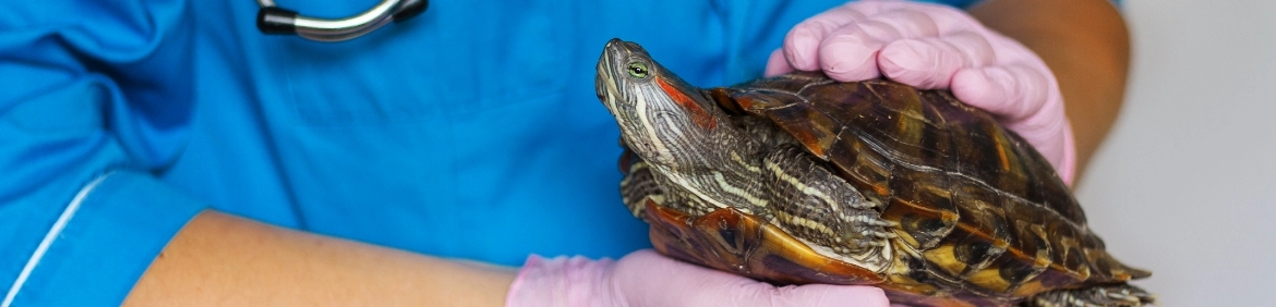 żółw na rękach weterynarza